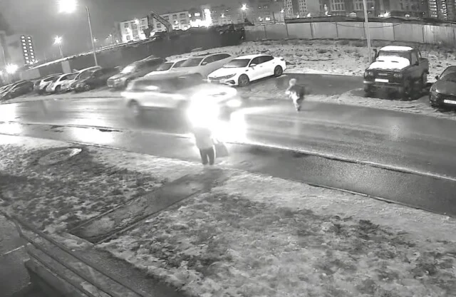  В Великом Новгороде ребенок выбежал на дорогу и попал под колеса автомобиля