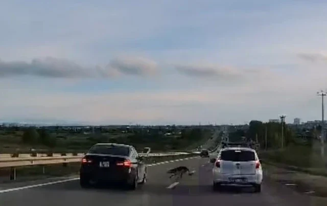  В Красноярске выбежавшая на дорогу собака спровоцировала ДТП