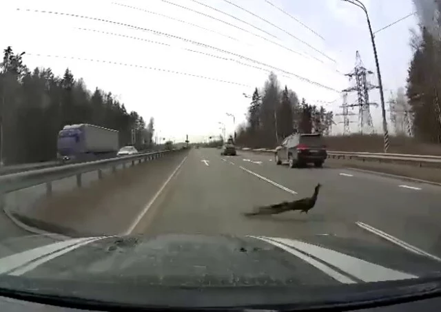 	Под Петербургом скоростную трассу перебегают павлины