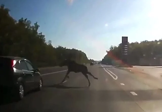 	Автомобиль сбил лося на дороге во Владимире